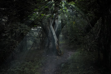 Eerie Tree in Forest