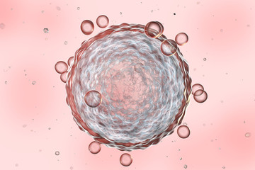 Human female egg cell