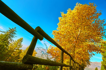 Sentiero con alberi autunnali