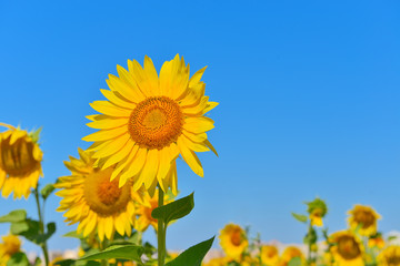 Obraz premium Sunflowers