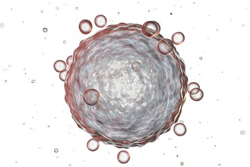 Human female egg cell
