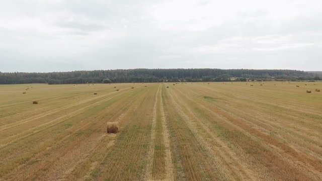 Aerial view of the agricultural field. Flying over a field in beautiful farmland in a sunny day. Flight over the wheat field in sunset. Harvesting. Autumn field
