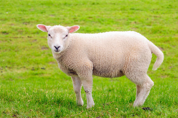 Naklejka na ściany i meble Portrait of a litte lamb standing in the meadow