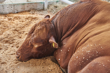 Big bull with red hair is sleeping