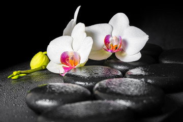 beautiful spa still life of blooming white and red orchid flower
