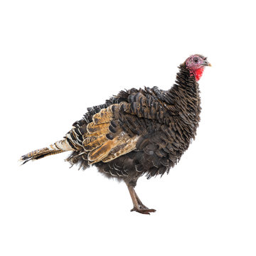 female turkey bird is isolated on white background, close up