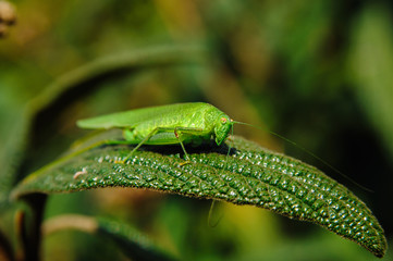 Green grasshopper macro photography. European insect 
