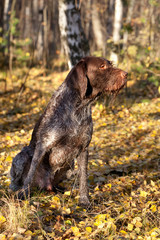 Dog drathaar sits in the autumn forest