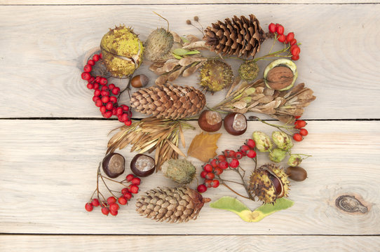 Autumn Still Life. Rowan berries, pine cones, walnut, chestnuts and dried herbs on a light wooden surface. Top view.