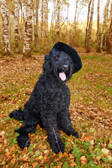 Dog Black Russian Terrier in a black hat