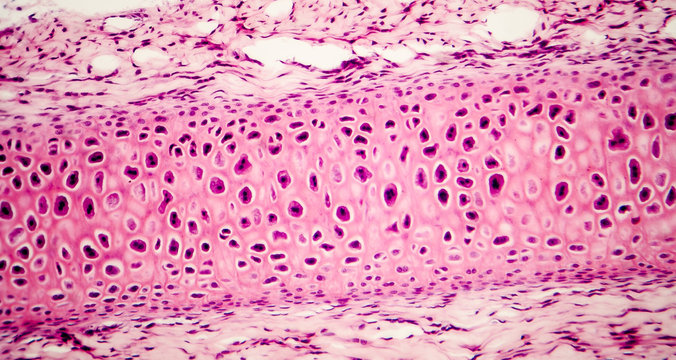 Compact bone micrograph. Light microscopy of a bone tissue, hematoxylin and eosin staining, magnification 200x. Science research micrograph