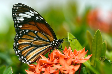 Close up of butterfly in nature