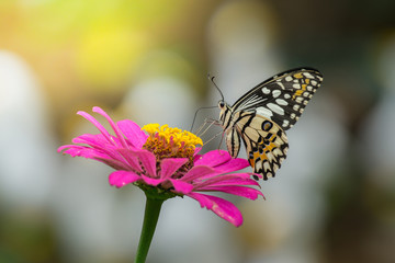 butterflies are flying to find nectar from pink Zinnia flowers,