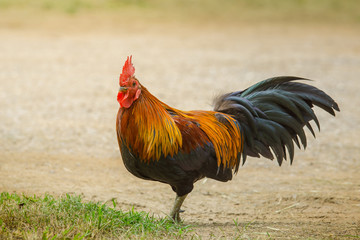 close up portrait of bantam chicken, poultry