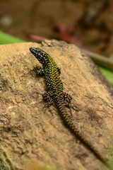 lucertola muraiola (Podarcis muralis) - ritratto