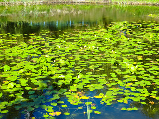Water lilies on a surface of the water