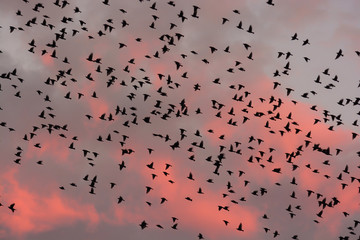 Storni in volo al tramonto - silhouette