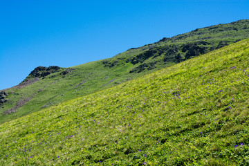 Fototapeta premium Green pasture in mountains during summer season