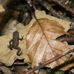 little toad with leaf