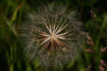 Ripe fruits