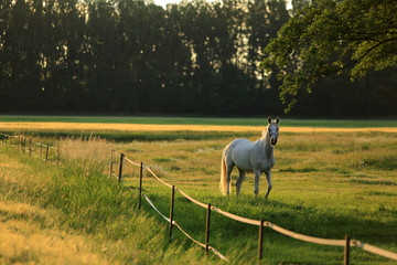 Koń na łące o wschodzie słońca, pastwisko.