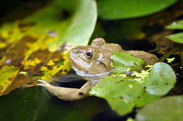 Frogs in the pond,water, nature