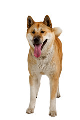 Akita Inu sitting and panting