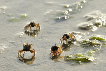 Sand Crab on the beach in Thailand