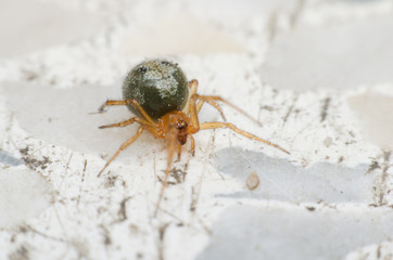 Cupboard spider, False widow spider. the interesting and exotic of green spider walking on the marble floor