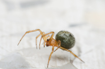 Cupboard spider, False widow spider. the interesting and exotic of green spider walking on the marble floor