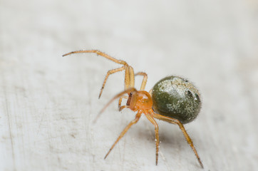 Cupboard spider, False widow spider. the interesting and exotic of green spider walking on the marble floor