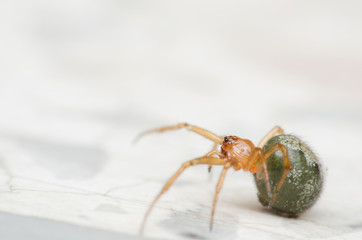 Cupboard spider, False widow spider. the interesting and exotic of green spider walking on the marble floor