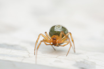 Cupboard spider, False widow spider. the interesting and exotic of green spider walking on the marble floor
