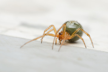 Cupboard spider, False widow spider. the interesting and exotic of green spider walking on the marble floor