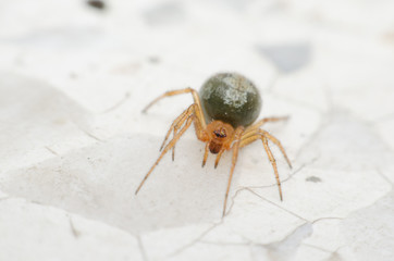 Cupboard spider, False widow spider. the interesting and exotic of green spider walking on the marble floor