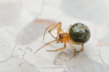 Cupboard spider, False widow spider. the interesting and exotic of green spider walking on the marble floor