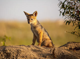 Baby black backed jackal sitting atop a den facing left in Kenya