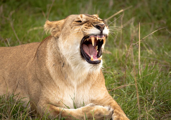 Lioness lying in grass snarling exposing impressive canine teeth