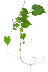 Heart shaped green leaves wild vine liana plant with branches and tendrils hanging isolated on...