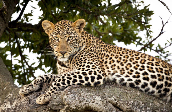 Gorgeous leopard looking at viewer from tree branch