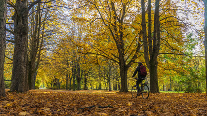 Fahrrad fahren im Herbst in einem Park bei strahlendem Sonnenschein