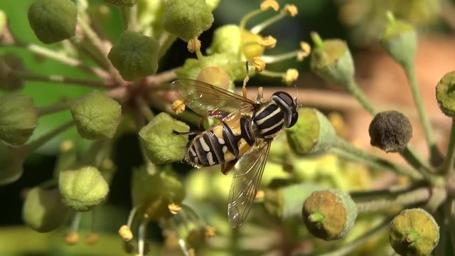 Syrphe sur fleur de lierre.
