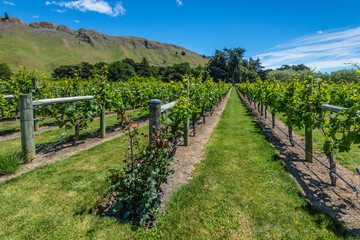 Fototapeta na wymiar Beautiful vineyard with roses in New Zealand