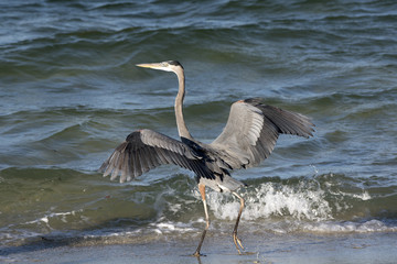 Great Blue Heron Pensacola Florida USA-October 2016-