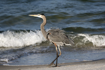 Great Blue Heron Pensacola Florida USA-October 2016-