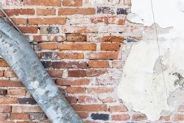Brick wall with tree trunk from the ancient building for background and texture