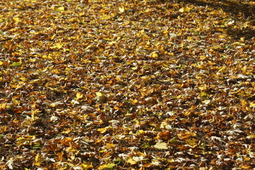 Ahornblätter, Gelb verfärbtes Herbstlaub