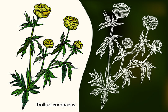 Trollius europaeus