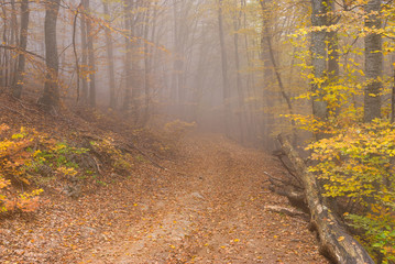 Earth road in Crimean deciduous forest at misty autumnal day