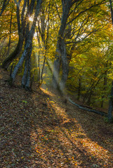 Fototapeta na wymiar First sunbeam in morning beech forest in Crimean peninsula